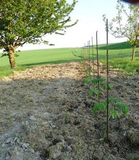 Tomates planting - Lunar planting